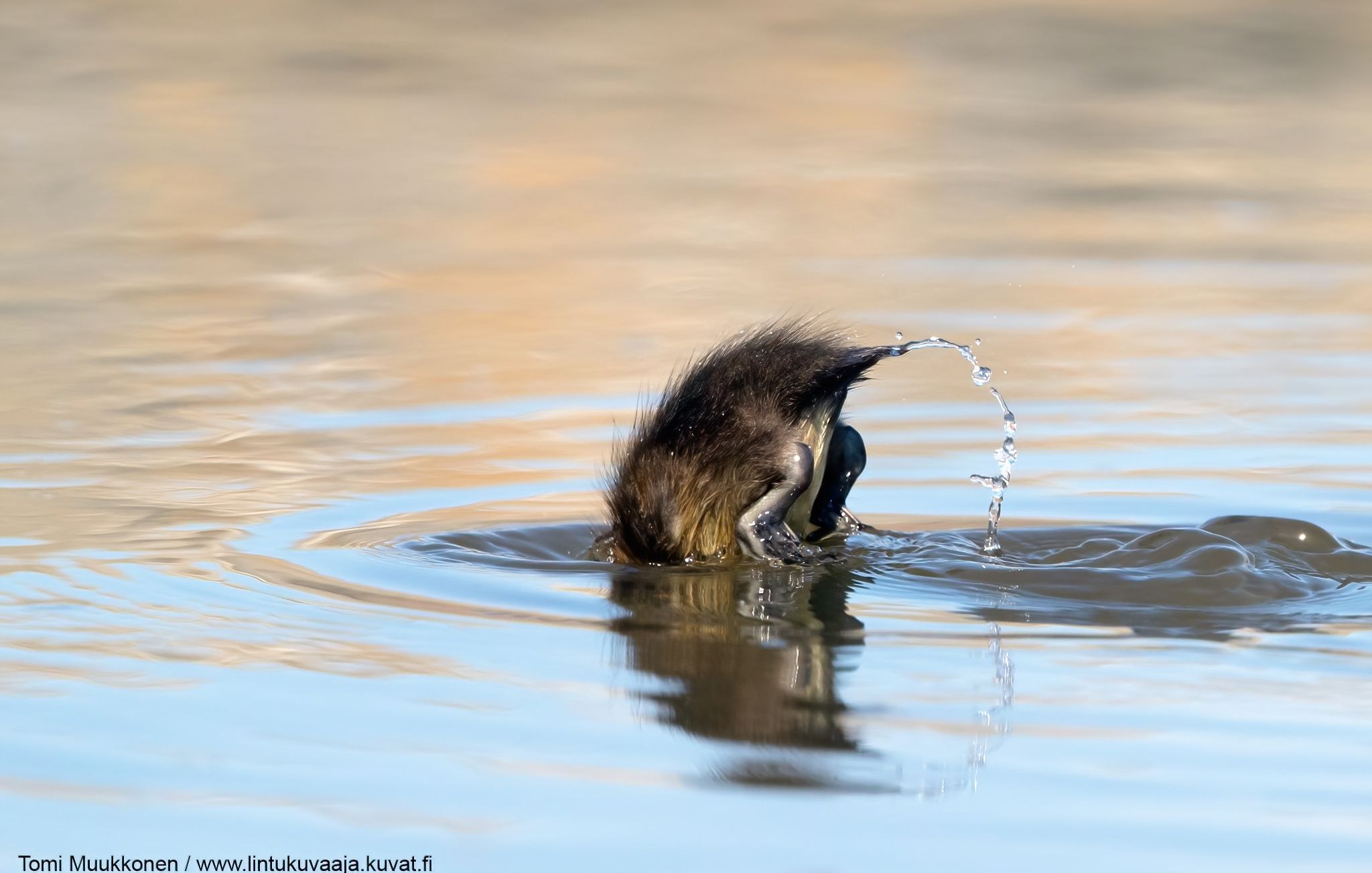 Squirting buvilar porno